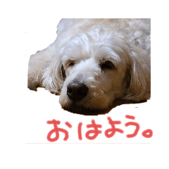 [LINEスタンプ] うちの子(犬)