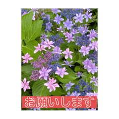 [LINEスタンプ] すなっぷショット