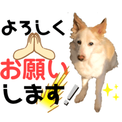 [LINEスタンプ] ワンダフル ぶぶすけ 2