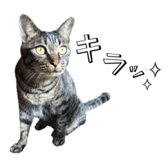 [LINEスタンプ] キジ猫ミミちゃんまっしぐら