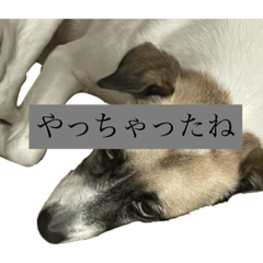 [LINEスタンプ] すんたらたらすたんぷ