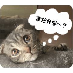 [LINEスタンプ] ぽこぽこねこすたんぷ3