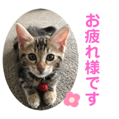 [LINEスタンプ] 子猫の日常使いスタンプ