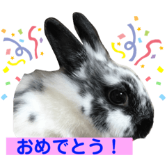 [LINEスタンプ] うさぎのめめちやん（増量版）