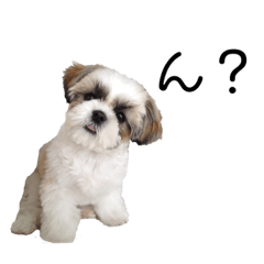 [LINEスタンプ] シーズー犬 パンナ2