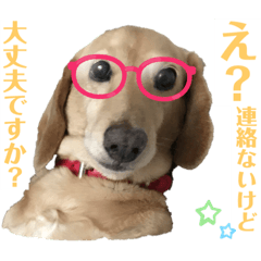 [LINEスタンプ] 忙しい時は可愛いダックスで気持ちを…