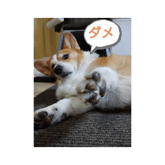 [LINEスタンプ] 今日のモモさん
