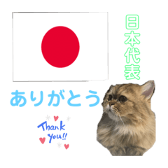 [LINEスタンプ] かわいい♡猫♡応援団