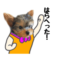 [LINEスタンプ] ヨークシャーテリアスタンプ。