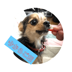 [LINEスタンプ] マルキー犬の画像（メイン）