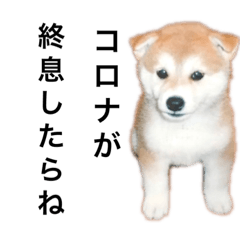 [LINEスタンプ] 柴犬と猫②