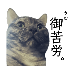 [LINEスタンプ] 愛猫4匹娘。2