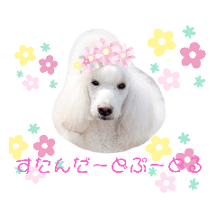 [LINEスタンプ] スタンダードプードル わたあめ