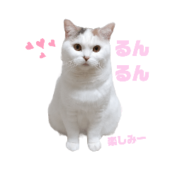 [LINEスタンプ] 『ななこ』4 よく使う言葉(切り抜きver)