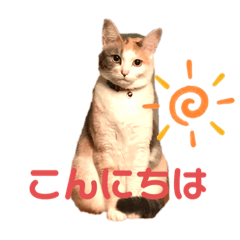 [LINEスタンプ] 愉快なにゃんずたち