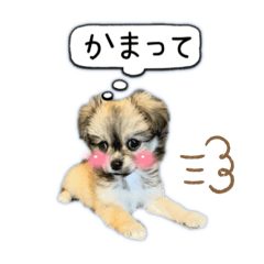 [LINEスタンプ] ぼくはチワペキのムギくんです。