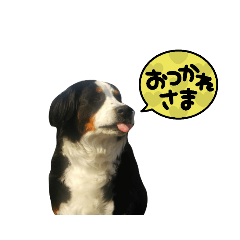 [LINEスタンプ] バーニーズマウンテンドック ばに顔