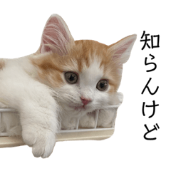 [LINEスタンプ] ラミルさんの生活①