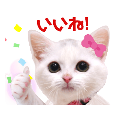 [LINEスタンプ] 実写ラブリーキティ！短足だってイイじゃん