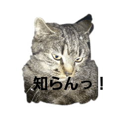 [LINEスタンプ] 雑な日常をシェア