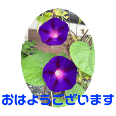 [LINEスタンプ] 花、草木の写真とともに、敬語でご挨拶