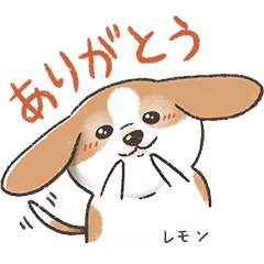 [LINEスタンプ] レモン色のビーグル、レモンちゃん