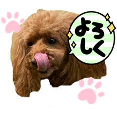 [LINEスタンプ] トイプー♡ソフィ