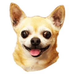 [LINEスタンプ] チクワという名前の犬