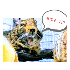 [LINEスタンプ] うちのデグがすみません2