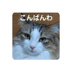 [LINEスタンプ] ノルウェージャンフォレストキャットにゃん