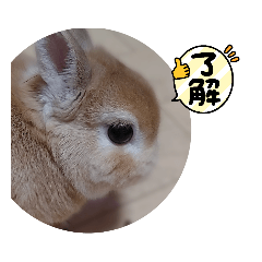 [LINEスタンプ] ウサギのちゅらちゃん