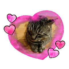 [LINEスタンプ] 猫のキャベツくん