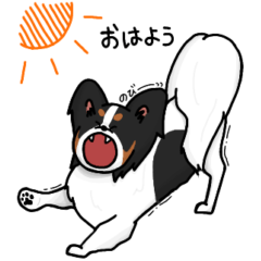 [LINEスタンプ] パピヨン1(トライカラー)