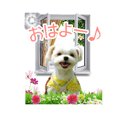 [LINEスタンプ] チワマルモコちゃんの日常スタンプ