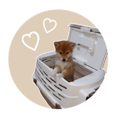 [LINEスタンプ] 豆柴りんちゃん ♡