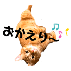 [LINEスタンプ] (´-`)oO（尊いねこたち。）