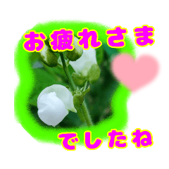 [LINEスタンプ] 大文字 丁寧語と山野草 3