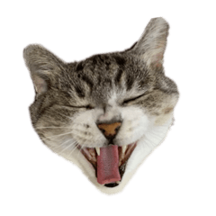 [LINEスタンプ] lovely momocat