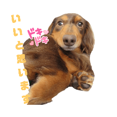 [LINEスタンプ] カニンヘンダックス挨拶