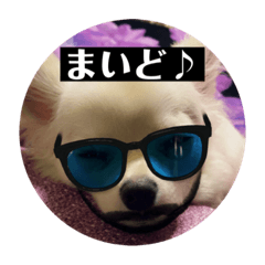 [LINEスタンプ] チワワの甘え上手なアゲハ嬢♡❷