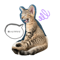 [LINEスタンプ] 猫4匹スタンプ
