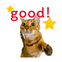 [LINEスタンプ] ベンガル猫のルルとロロ