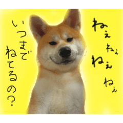 [LINEスタンプ] 秋田犬まろくん