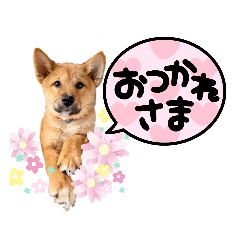 [LINEスタンプ] ぶちカンハルコ