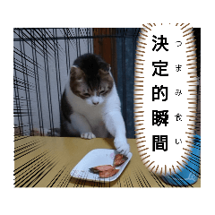 [LINEスタンプ] 横山家のお猫様2"日常用"