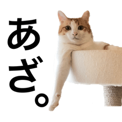 [LINEスタンプ] 柴犬と猫3️⃣
