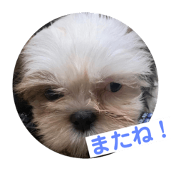 [LINEスタンプ] s.s.saja