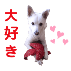 [LINEスタンプ] 白犬の雑種の保護犬の愛犬の妹子ちゃん3