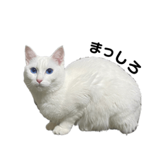 [LINEスタンプ] げんきげんきたんたん
