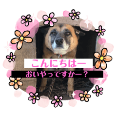 [LINEスタンプ] クッキーもいっしょき     都城北諸弁①